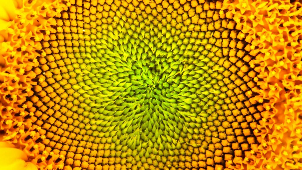 Abstract image of seeds growing, representing the potential for growth and investment opportunities during an extended bear market.