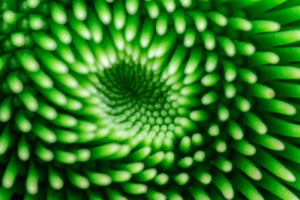 Expanding fractal pattern symbolizing the exponential growth potential of ZK-Rollup prover markets in blockchain technology.